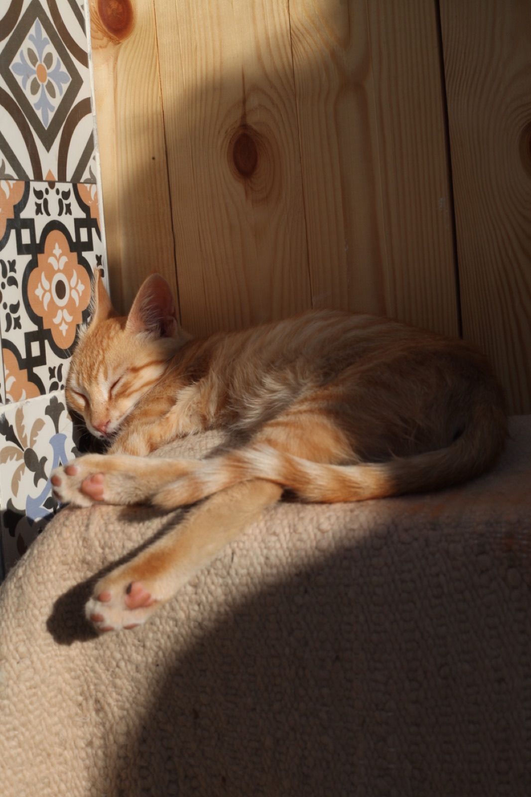 A ginger cat sleeping in sunlight beside patterned tiles